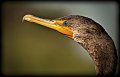 683 - cormorant profile - CHILDREY Candy - united states of america